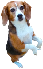 Donate to B.O.N.E.S.