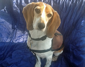 Bella's Good Deeds - December, 2016