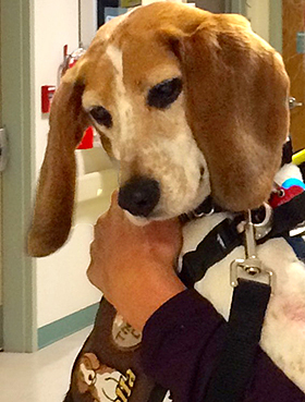 Bella's Good Deeds - May, 2017: Sharing, Smiles, Kisses, Thanks, and Mashed Potatoes!