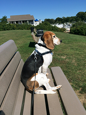 Bella's Good Deeds - September, 2017: Back to School, Back to Work