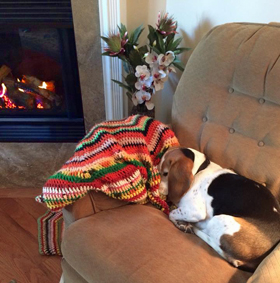 Bella's Good Deeds - January, 2018: Reflecting on the Past Year