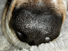 Bella's Good Deeds - April, 2019: This Beagle's Nose Knows