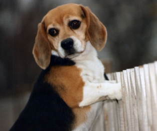 Beagles!