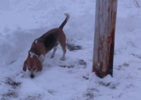 Hudson's Chronicles - January 2008