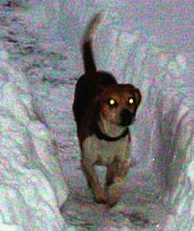 Hudson's Chronicles - January 2008