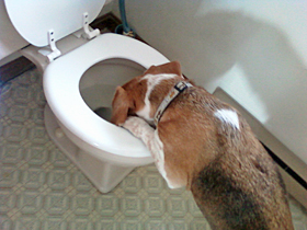 Hudson's Chronicles - February, 2015