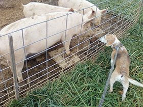 Hudson's Chronicles - February, 2015