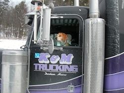 Hudson, the Semi-Beagle