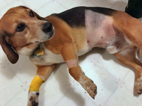 Mackey in the Cab - Memorial Day, 2018