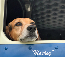 Mackey in the Cab