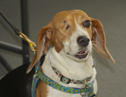 The 10th Annual B.O.N.E.S. Beagle Bash - What a Day!