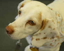 The 10th Annual B.O.N.E.S. Beagle Bash - What a Day!