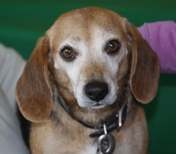 The 10th Annual B.O.N.E.S. Beagle Bash - What a Day!