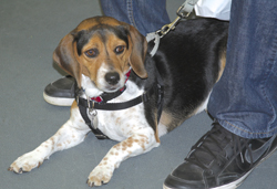 The 10th Annual B.O.N.E.S. Beagle Bash - What a Day!