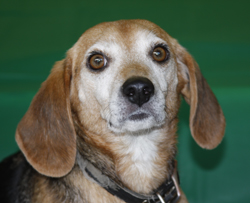 The 10th Annual B.O.N.E.S. Beagle Bash - What a Day!