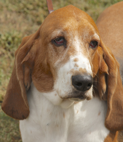 The 10th Annual B.O.N.E.S. Beagle Bash - What a Day!