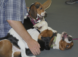 The 10th Annual B.O.N.E.S. Beagle Bash - What a Day!