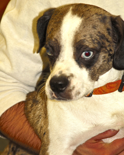 The 10th Annual B.O.N.E.S. Beagle Bash - What a Day!