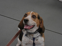 The 10th Annual B.O.N.E.S. Beagle Bash - What a Day!