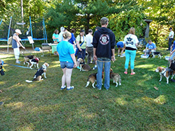 Fun at the 11th Annual B.O.N.E.S. Beagle Bash!