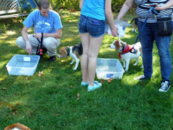 Fun at the 11th Annual B.O.N.E.S. Beagle Bash!