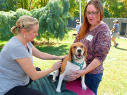 Fun at the 11th Annual B.O.N.E.S. Beagle Bash!