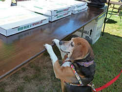 Fun at the 11th Annual B.O.N.E.S. Beagle Bash!