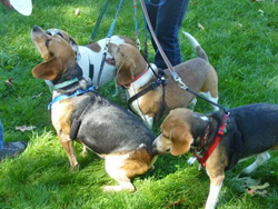 Fun at the 11th Annual B.O.N.E.S. Beagle Bash!