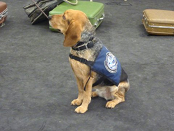 Fun at the 11th Annual B.O.N.E.S. Beagle Bash!