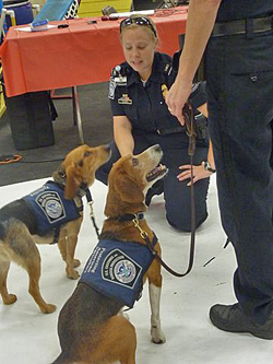 Fun at the 11th Annual B.O.N.E.S. Beagle Bash!