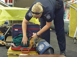 Fun at the 11th Annual B.O.N.E.S. Beagle Bash!