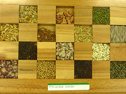 Fun at the 11th Annual B.O.N.E.S. Beagle Bash!