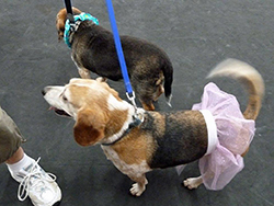 Fun at the 11th Annual B.O.N.E.S. Beagle Bash!