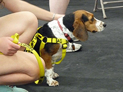 Fun at the 11th Annual B.O.N.E.S. Beagle Bash!