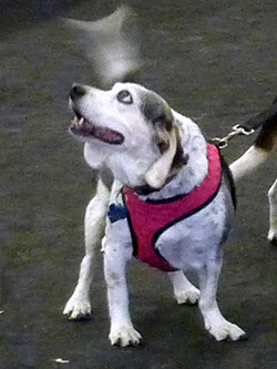 Fun at the 11th Annual B.O.N.E.S. Beagle Bash!