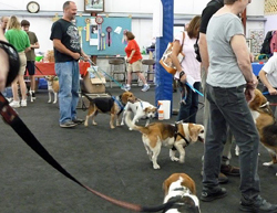 Fun at the 11th Annual B.O.N.E.S. Beagle Bash!