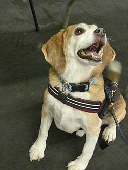 Fun at the 11th Annual B.O.N.E.S. Beagle Bash!