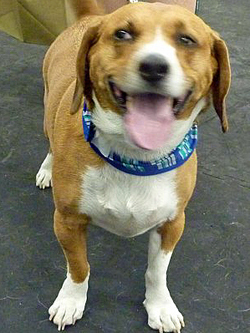 Fun at the 11th Annual B.O.N.E.S. Beagle Bash!