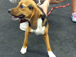 Fun at the 11th Annual B.O.N.E.S. Beagle Bash!