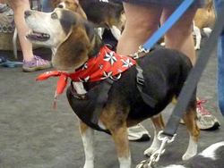 Fun at the 11th Annual B.O.N.E.S. Beagle Bash!