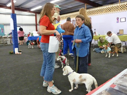 Fun at the 11th Annual B.O.N.E.S. Beagle Bash!