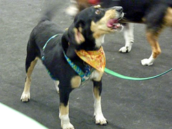 Fun at the 11th Annual B.O.N.E.S. Beagle Bash!