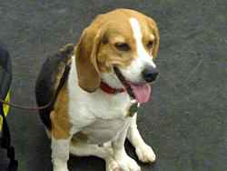 Fun at the 11th Annual B.O.N.E.S. Beagle Bash!