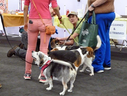 Fun at the 11th Annual B.O.N.E.S. Beagle Bash!