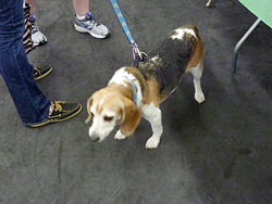 Fun at the 11th Annual B.O.N.E.S. Beagle Bash!