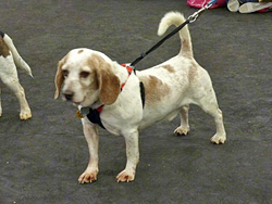 Fun at the 11th Annual B.O.N.E.S. Beagle Bash!