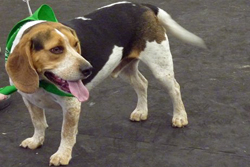 Fun at the 11th Annual B.O.N.E.S. Beagle Bash!