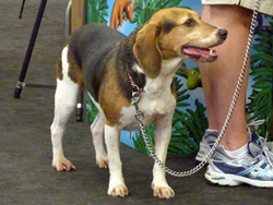 Fun at the 11th Annual B.O.N.E.S. Beagle Bash!