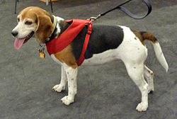 Fun at the 11th Annual B.O.N.E.S. Beagle Bash!