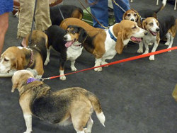 Fun at the 11th Annual B.O.N.E.S. Beagle Bash!